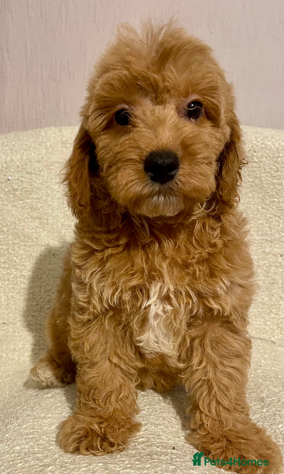 Cavapoo dogs for sale: Cavapoo Boy - Image 4
