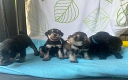 Miniature Schnauzer dogs for sale: Miniature Schnauzer Puppies - Image 2