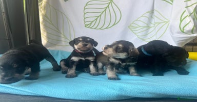 Miniature Schnauzer dogs - Advert 15