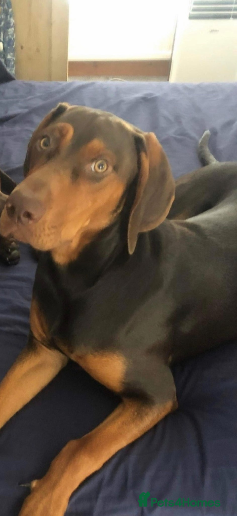 Mixed Breed dogs hungarian vizsla german pointer pups - Advert 2