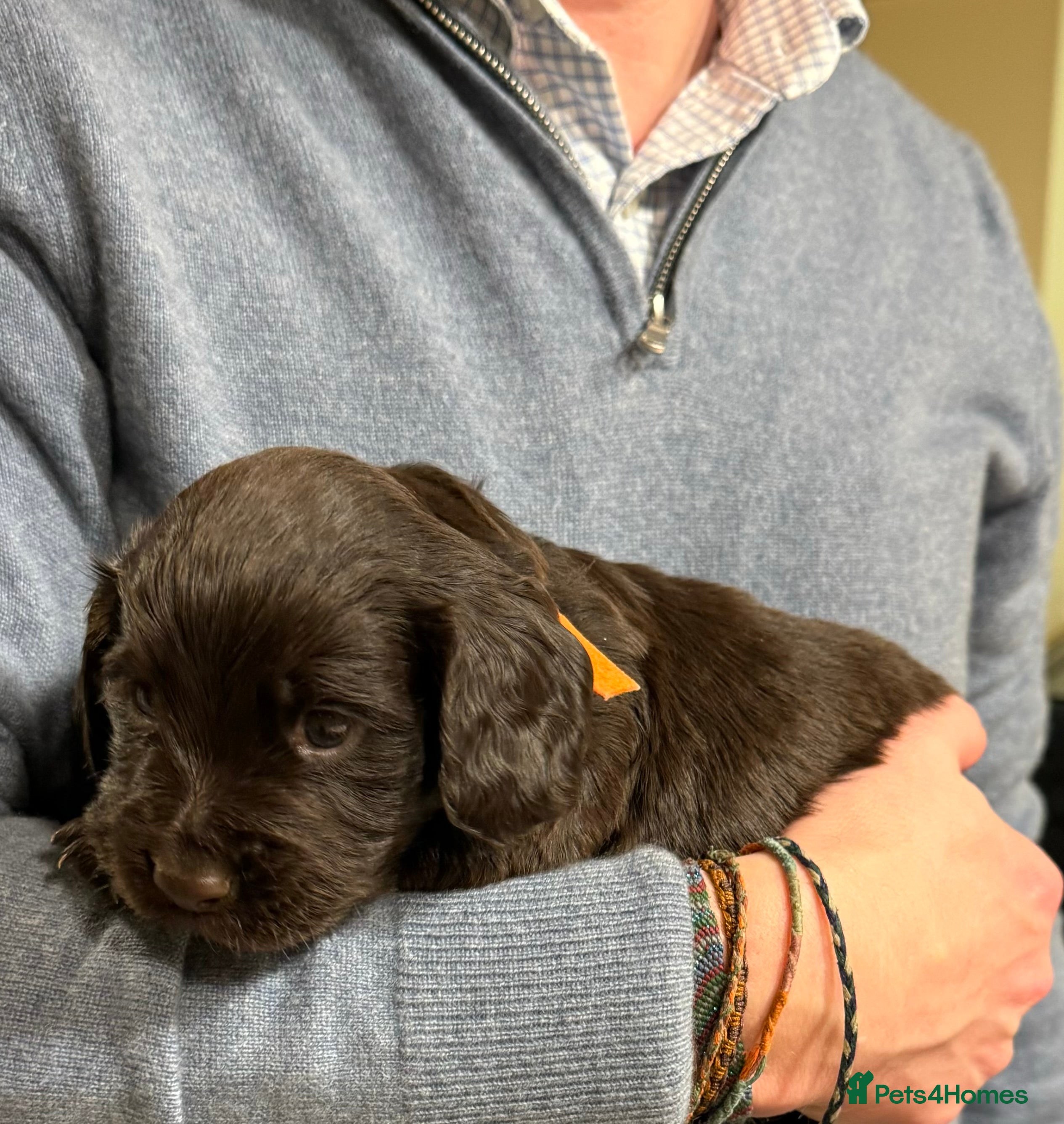 Cocker Spaniel dogs KC Cocker spaniel puppies chocolate brown - Advert 5