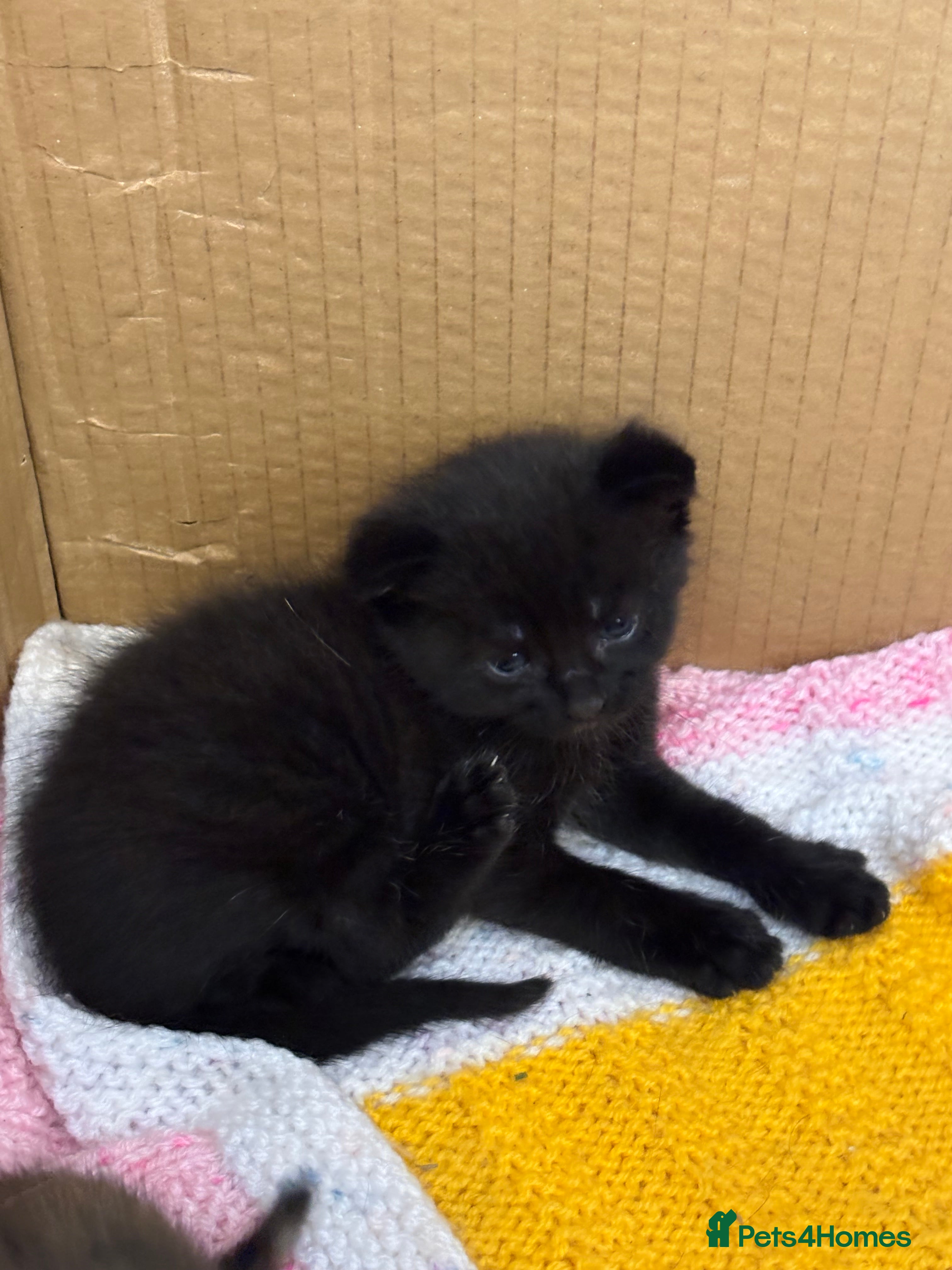 Mixed Breed cats One Tortoiseshell and two black kittens for sale  - Advert 2
