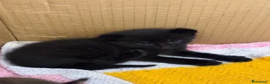 Black male