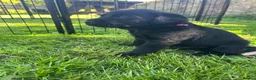 Labrador Retriever dogs for sale: Kc reg health tested Labrador pups  in Bideford - Advert 6