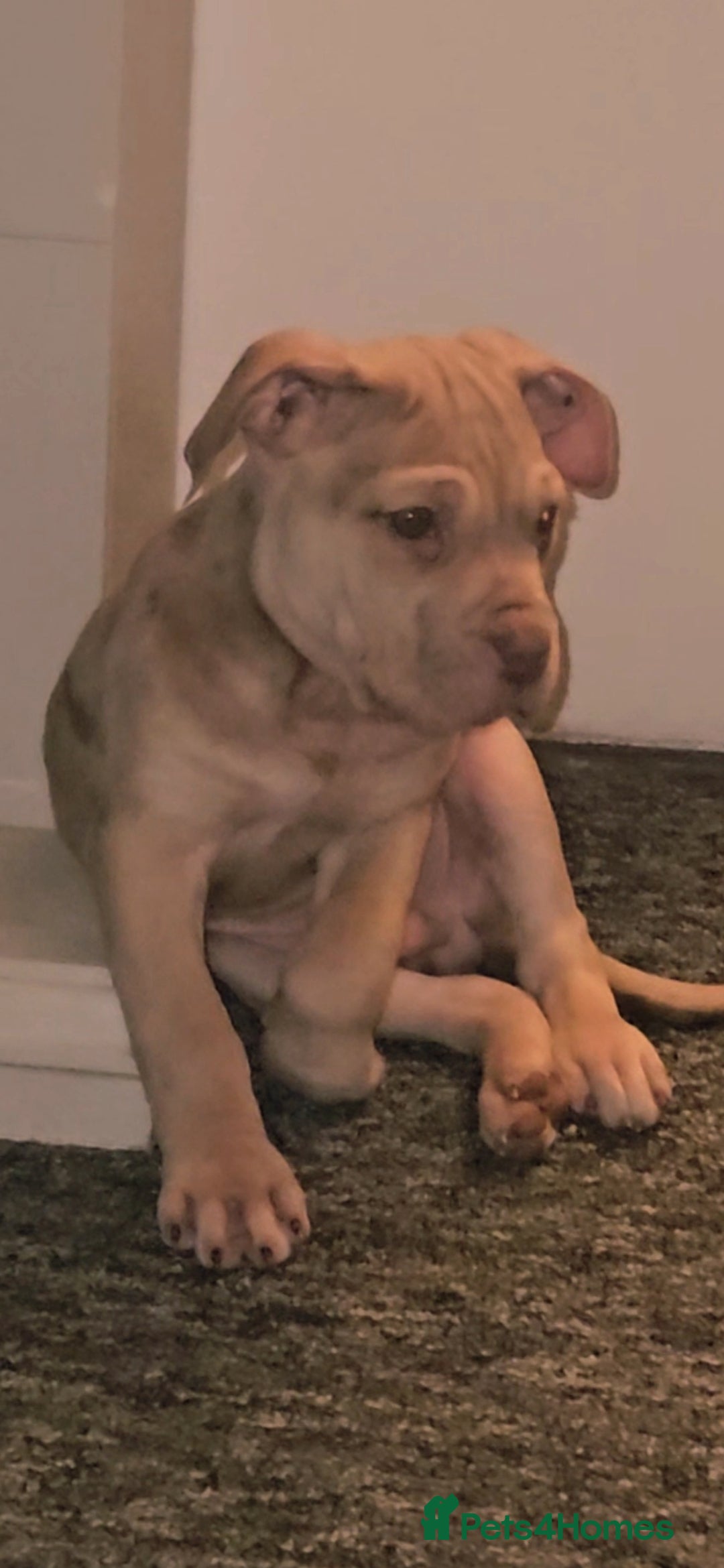 Mixed Breed dogs Presa Canario/Cane Corso Mollosser Dogs  - Advert 1