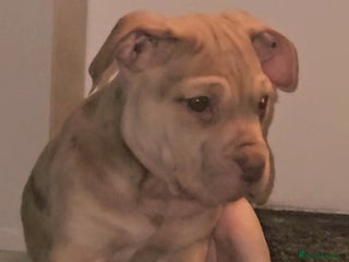 Mixed Breed dogs Presa Canario/Cane Corso Mollosser Dogs - Advert 1