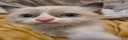 Ragdoll cats for sale: 🩵 6 Beautiful pure ragdolls 🩷 - Advert 6
