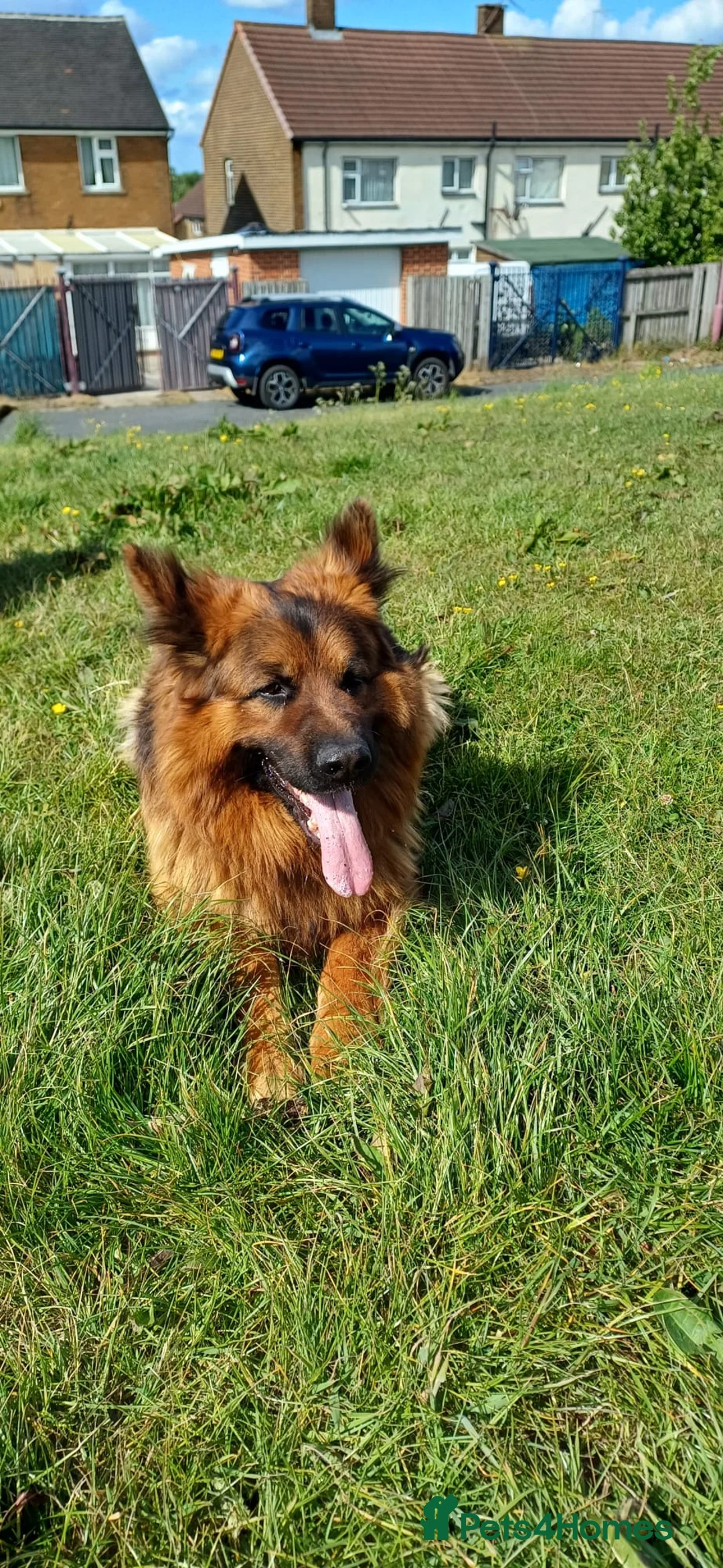 German Shepherd dogs for sale: Long-haired German sheperd puppies - Advert 4