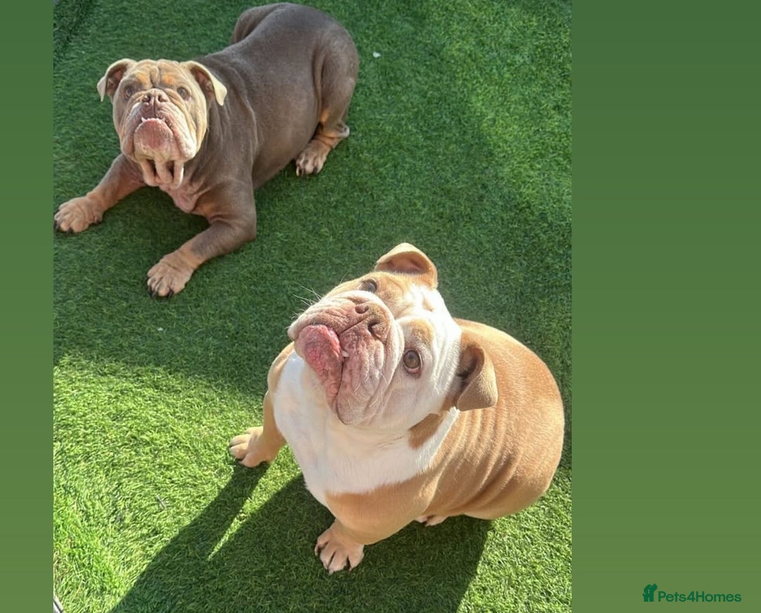 English Bulldog dogs for sale: 2 English bulldogs age 4  - Image 3