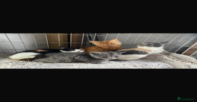 Mixed Breed cats - Advert 13