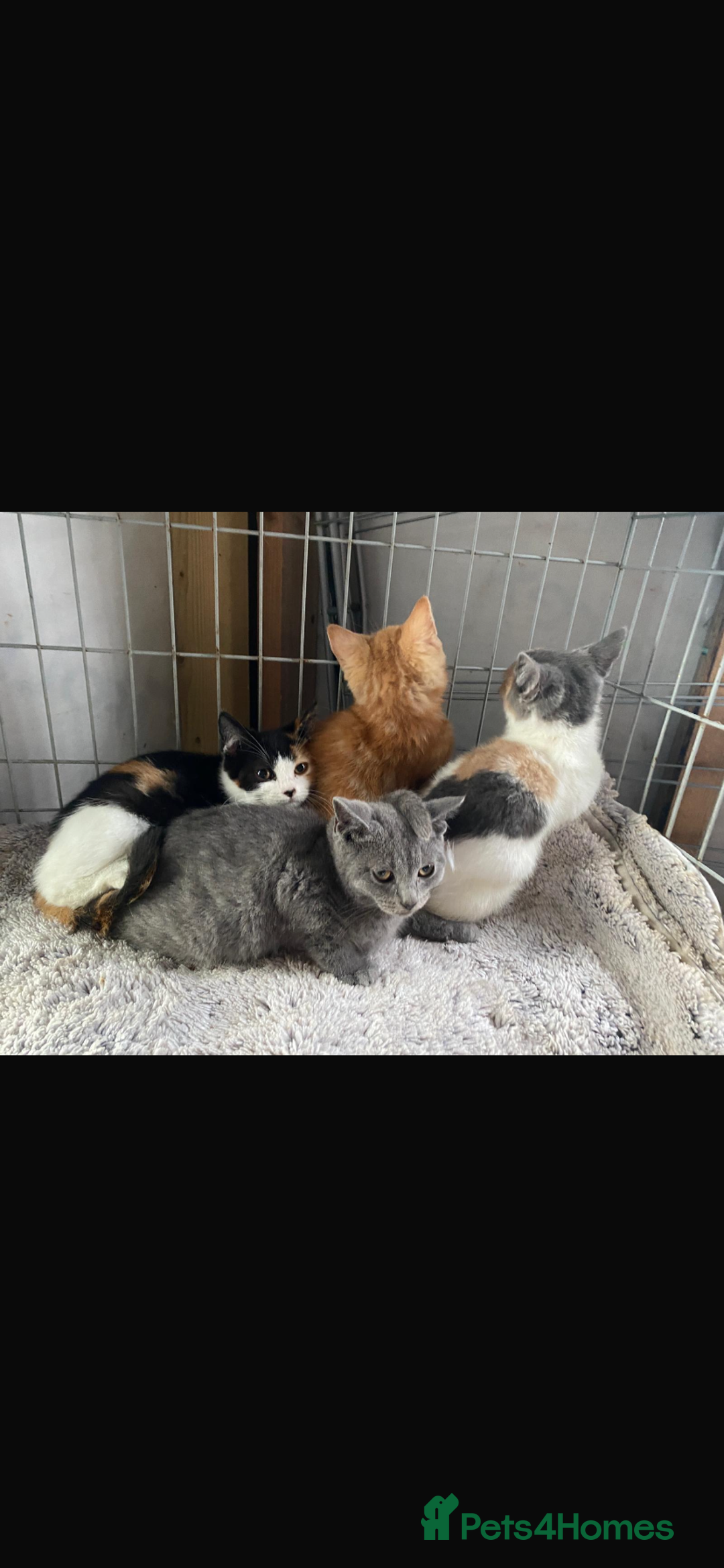 Mixed Breed cats for sale: Ragdoll cross kittens  - Image 2
