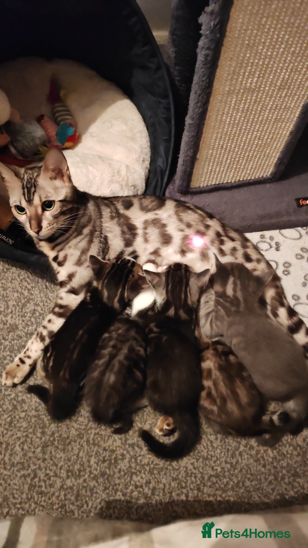 Bengal cats for sale: Half Bengal Kittens - Image 33