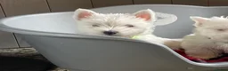 West Highland Terrier dogs for sale: Beautiful Westie’s for sale  - Advert 10