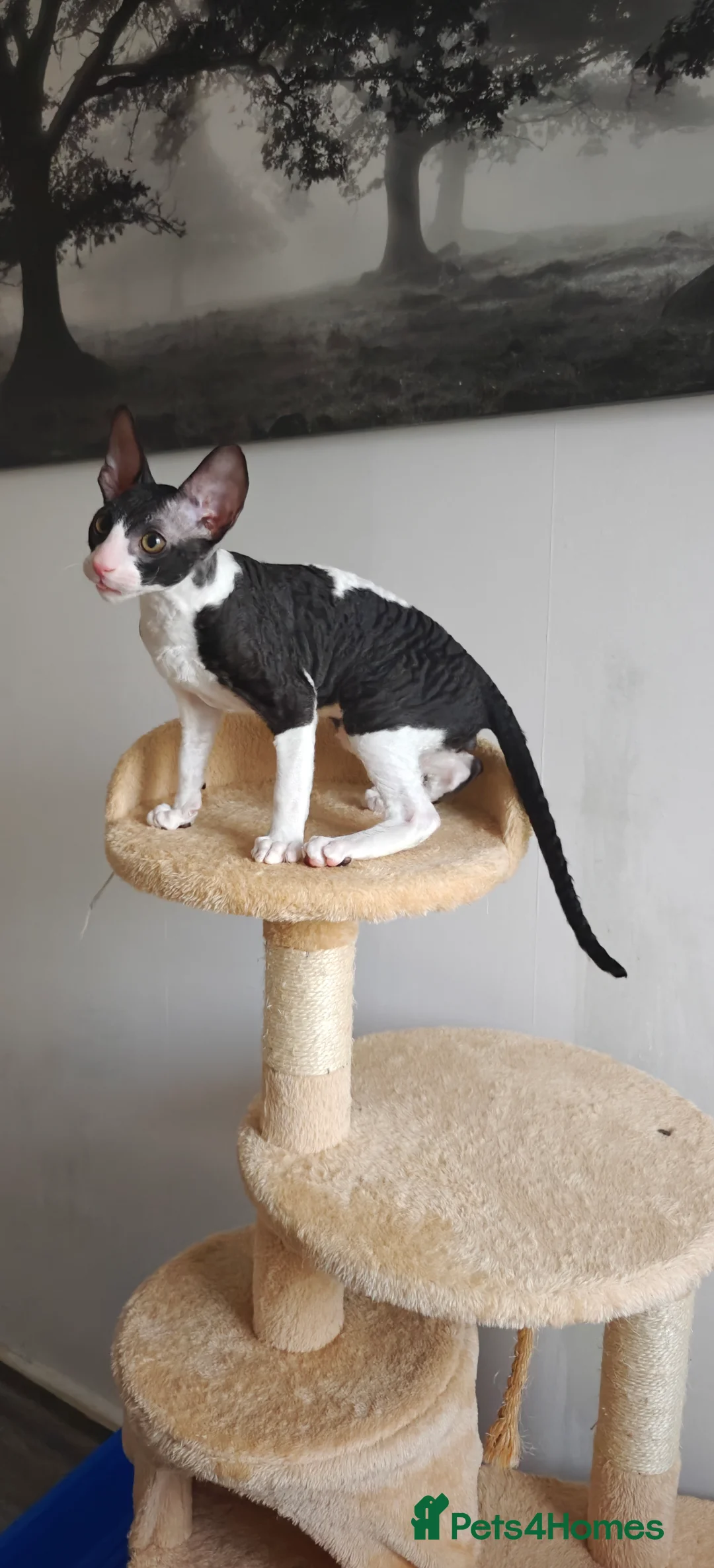 Cornish Rex cats for sale: Cornish Rex Kitten Ready for his new  home! - Advert 22