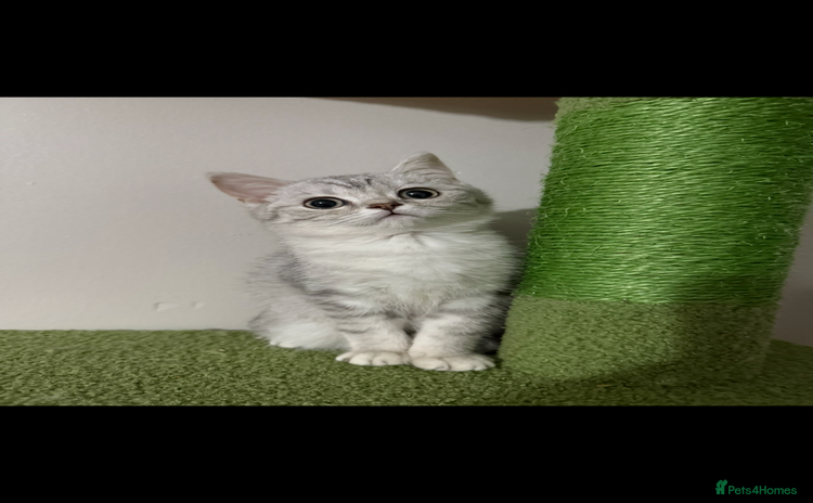 British Shorthair cats - Advert 4