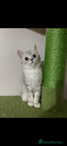 British Shorthair cats - Advert 4