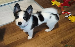 Mixed Breed dogs for sale: Samusky Puppy Female - Image 2