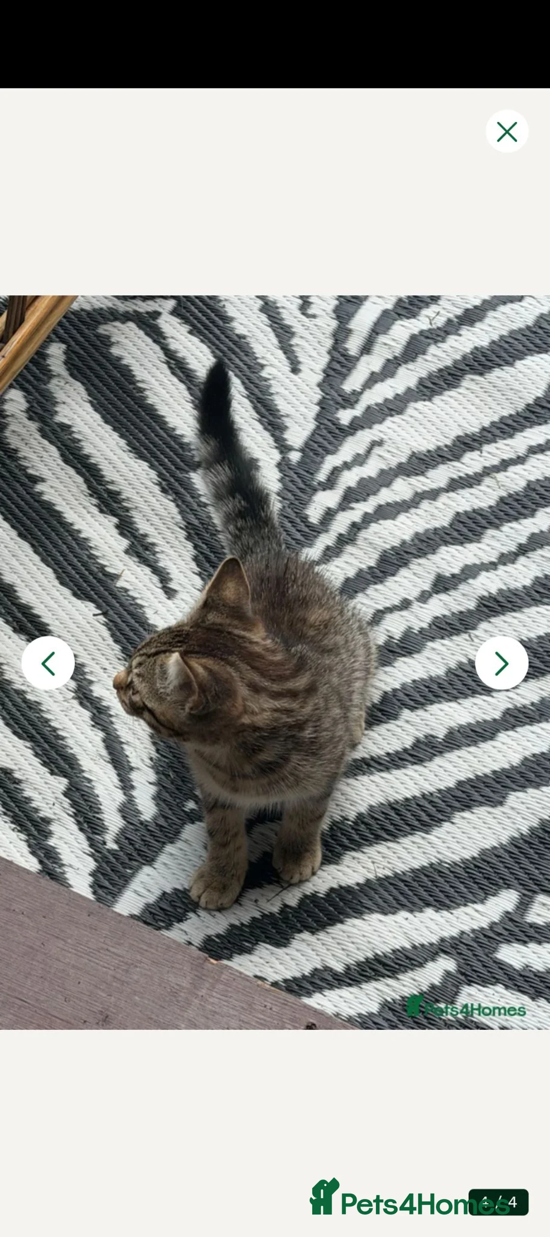 Mixed Breed cats for sale: Adorable kitten for sale - Advert 4