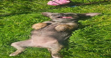 Mixed Breed dogs - Advert 16