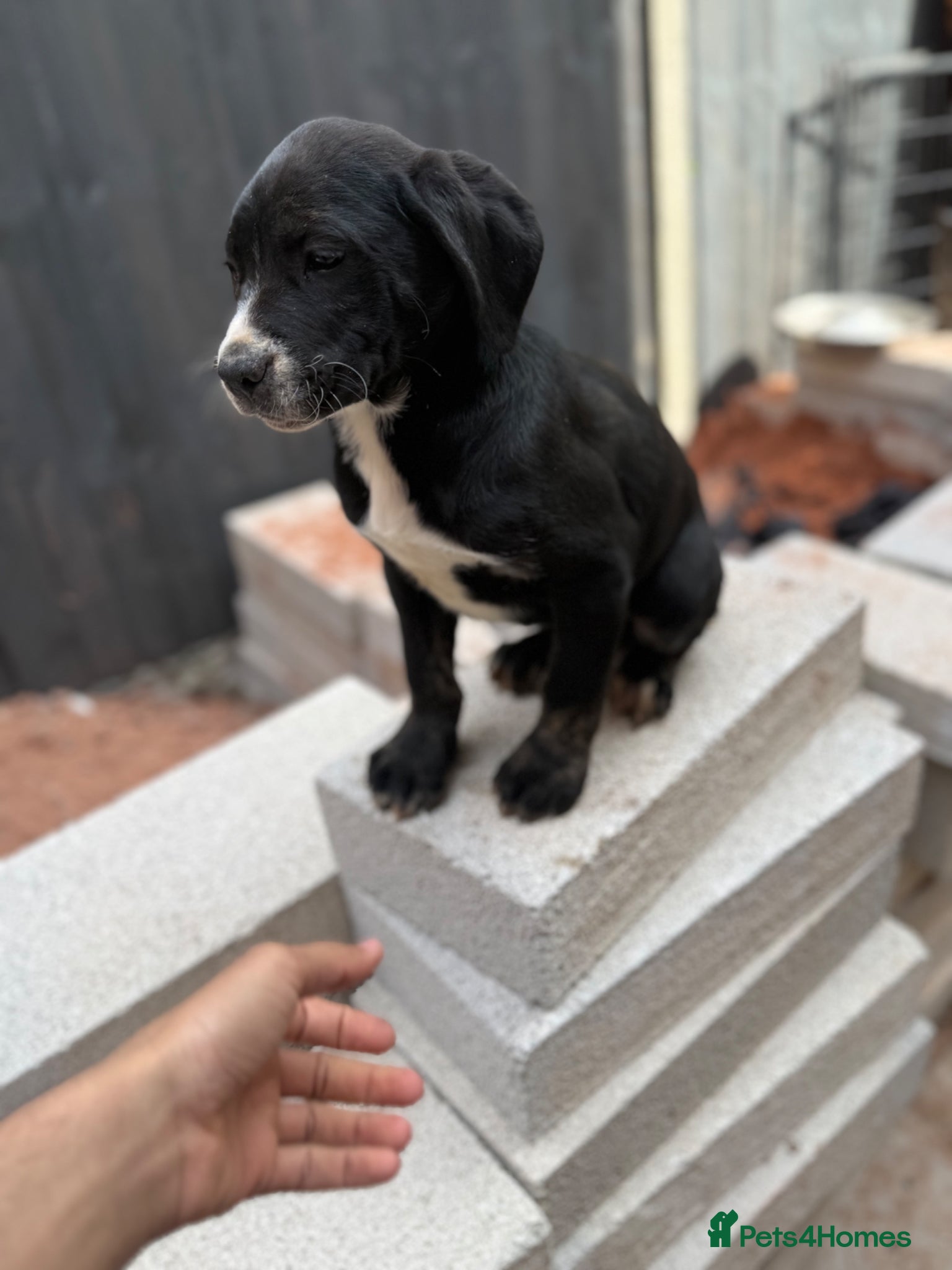 Presa Canario dogs Reduced🏆Champion Blood presa Canario pups!! - Advert 3