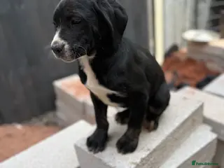 Presa Canario dogs Reduced🏆Champion Blood presa Canario pups!! - Advert 3