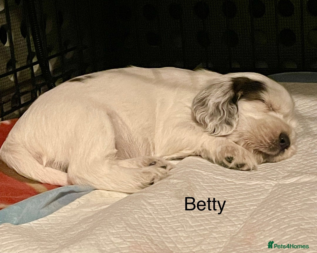 Cocker Spaniel dogs for sale: Your “furever” friend is here - Advert 38