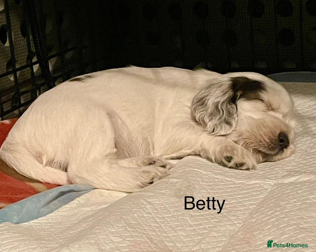 Cocker Spaniel dogs for sale: Gorgeous pair of pups remaining  - Advert 24