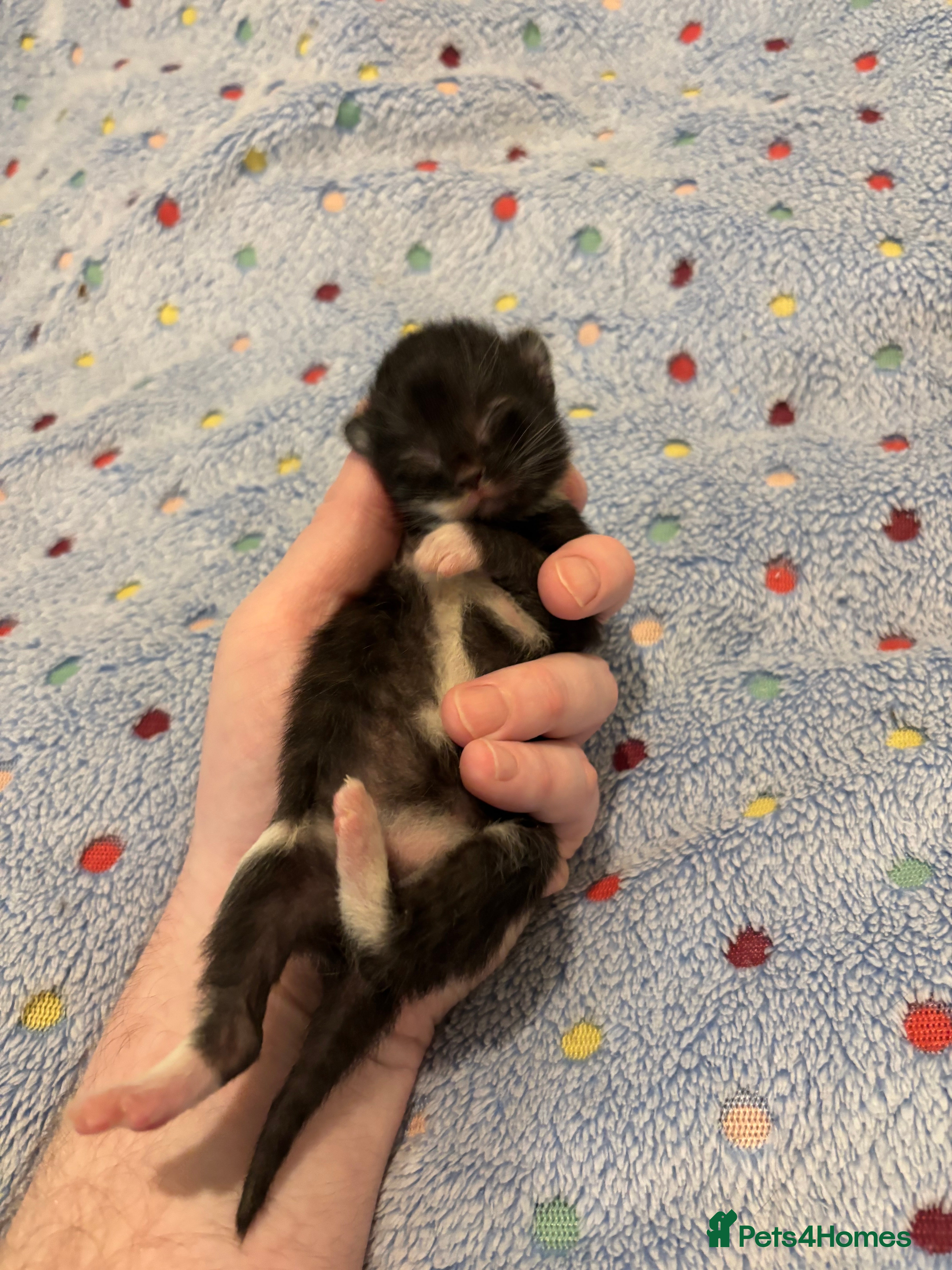 Mixed Breed cats Beautiful kittens for sale 🥰 - Advert 16