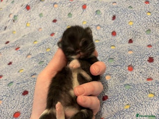 Mixed Breed cats Beautiful kittens for sale 🥰 - Advert 18