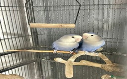 Lovebirds birds for sale: Healthy Lovebirds Pair with Cage for Sale. - Image 1