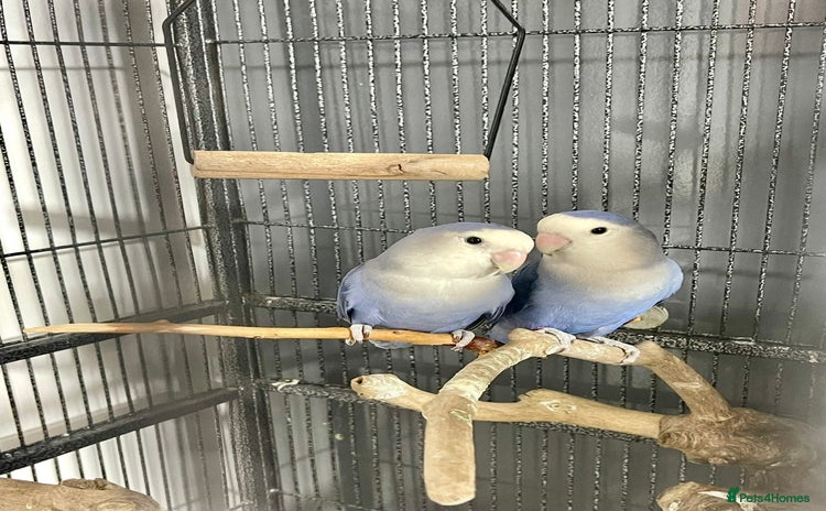 Lovebirds birds - Advert 1