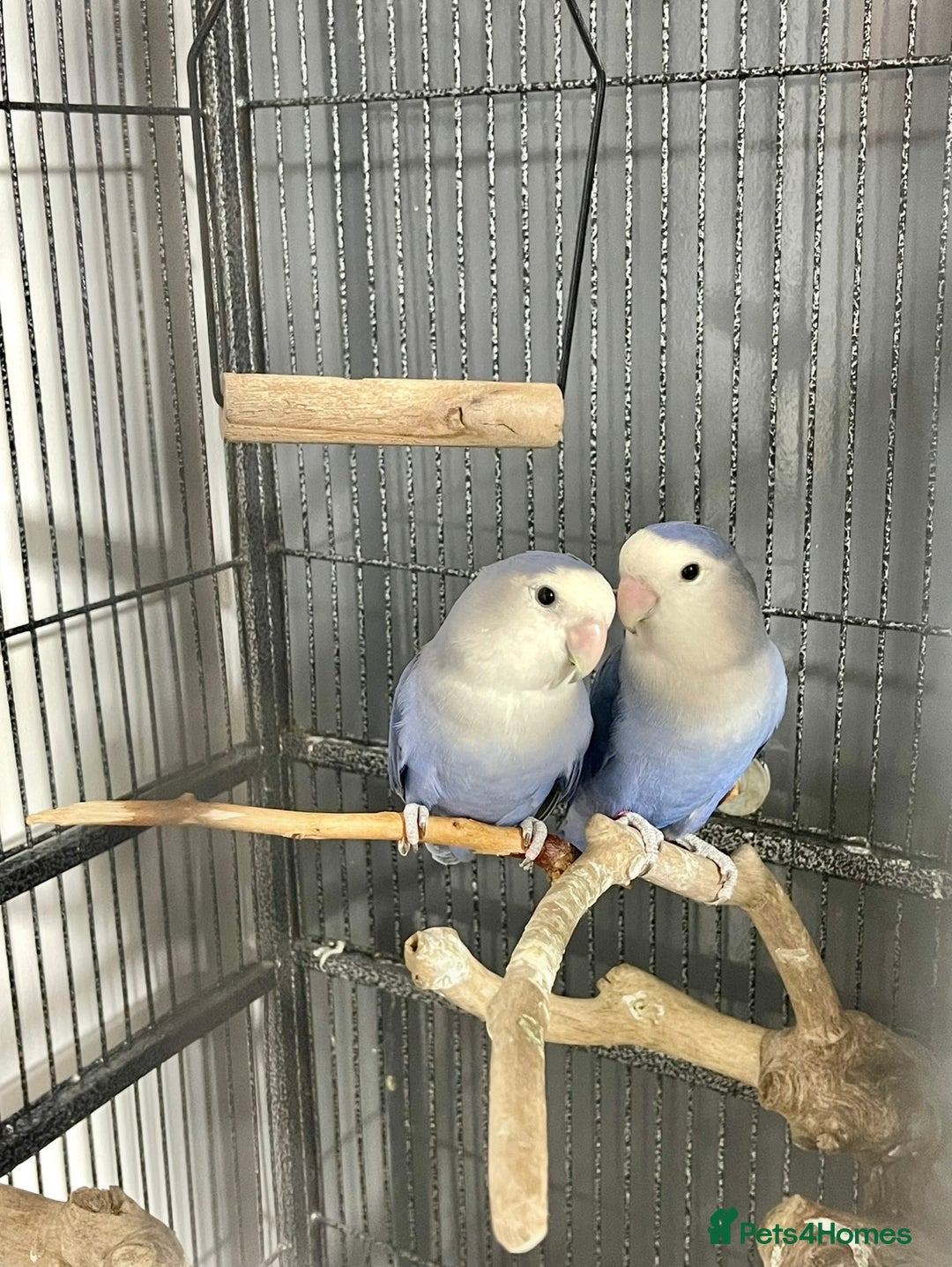 Lovebirds birds for sale: Healthy Lovebirds Pair with Cage for Sale. - Image 1