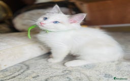 Ragdoll cats for sale: QUALITY GCCF RAGDOLLS KITTENS READY NOW  - Image 32