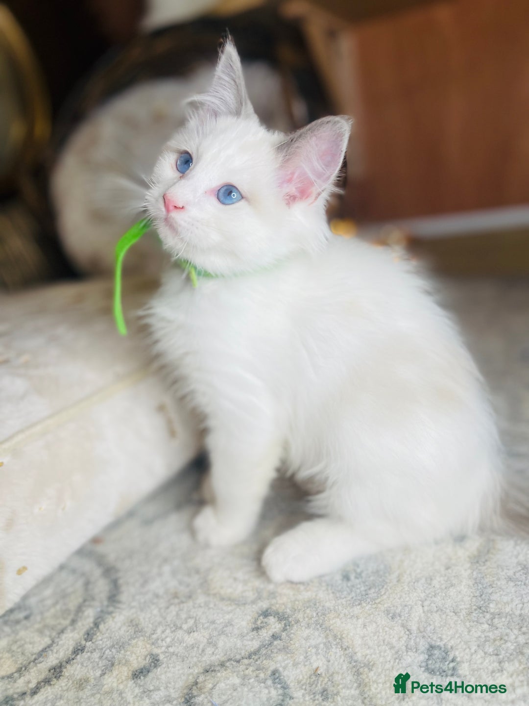 Ragdoll cats for sale: QUALITY GCCF RAGDOLLS KITTENS READY NOW  - Image 32