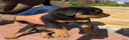 Rottweiler dogs for sale: Rottweiler puppies in Leeds - Advert 7