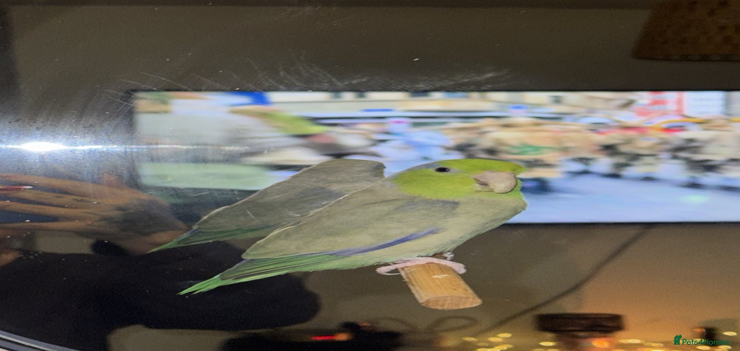 Gallery Image {{count}}