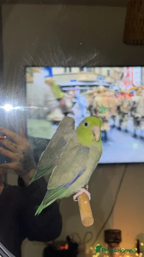 Gallery Image {{count}}