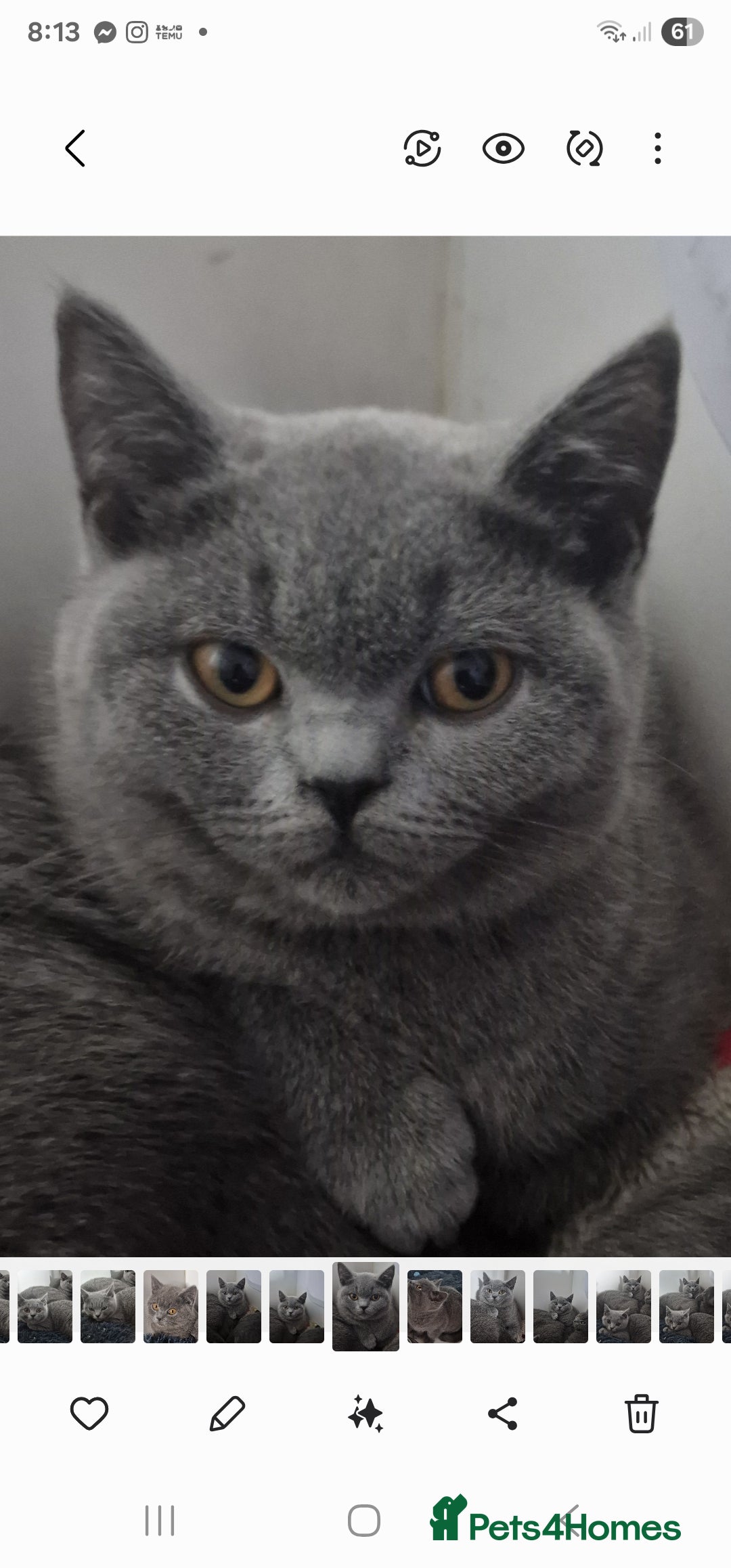 British Shorthair cats Gorgeous gccf British Shorthair girl for sale  - Advert 4