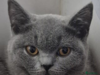 British Shorthair cats Gorgeous gccf British Shorthair girl for sale - Advert 14