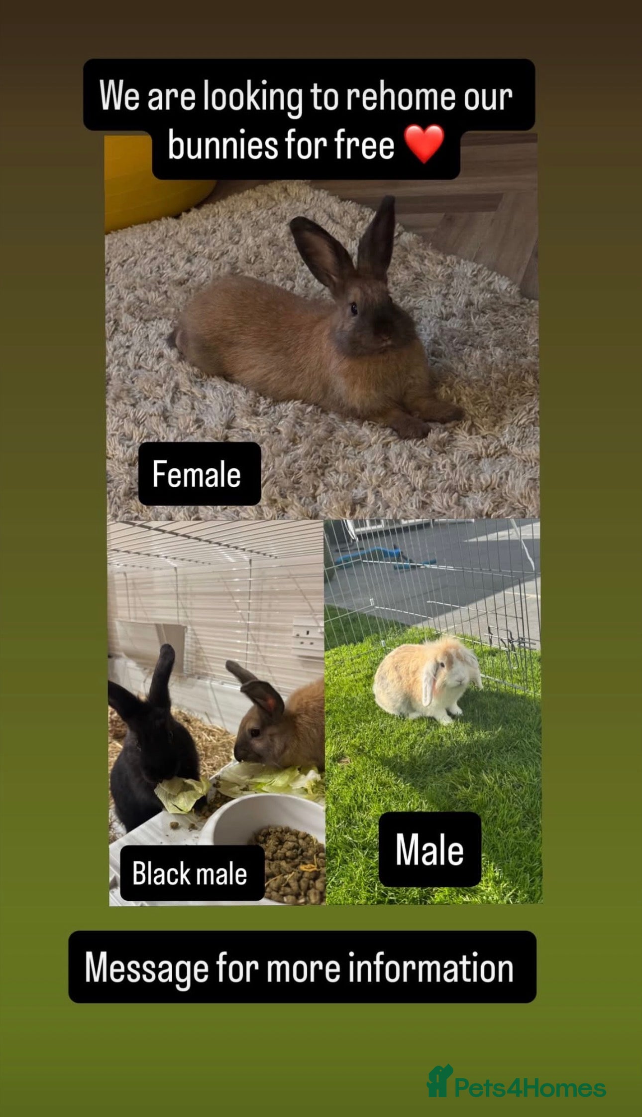 Mixed Breed rabbits Bunnies  - Advert 3