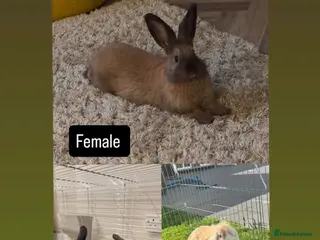 Mixed Breed rabbits Bunnies - Advert 19