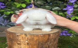 Mini Lop rabbits for sale: 🌟PURE BRED PEDIGREE MINI LOPS🌟 - Image 6