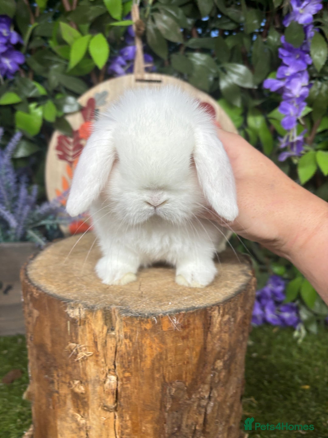 Mini Lop rabbits for sale: 🌟PURE BRED PEDIGREE MINI LOPS🌟 - Image 6