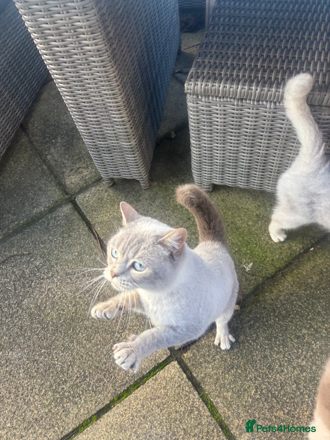 British Shorthair cats for sale: Liliana 🩷 GCCF Active  - Advert 3