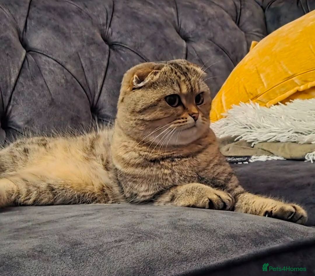Scottish Fold cats Ready to leave Scottish Fold/Straight kittens ❤️  - Advert 2