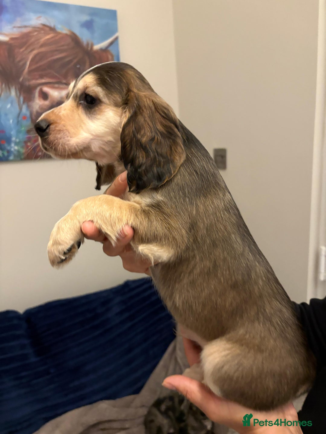 Cocker Spaniel dogs for sale: Show type KC and DNA health tested parents  - Advert 12