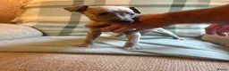 Whippet dogs for sale: Exceptional litter of KC whippets - Advert 15