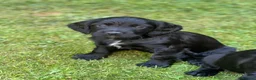 Cocker Spaniel dogs for sale: Kc registered cocker spaniel puppies  in Okehampton - Advert 3