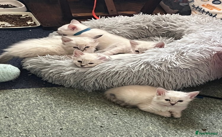 Mixed Breed cats - Advert 7