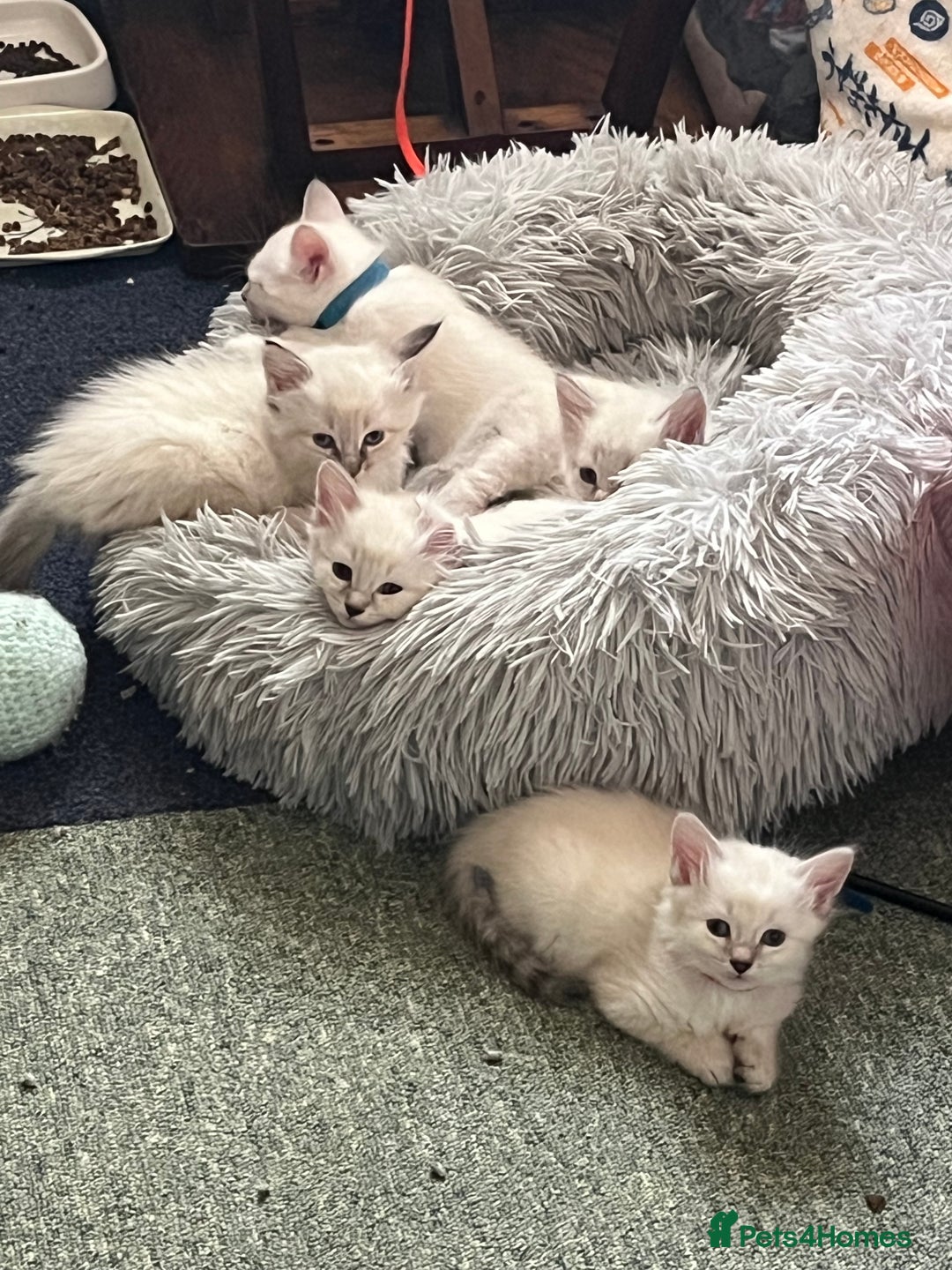 Mixed Breed cats for sale: Kittens for sale!  - Image 1